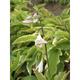 Hosta hybr. 