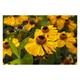 Helenium hybr. 