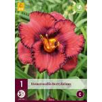 Hemerocallis Berrylicious