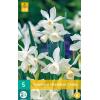 Narcissus triandrus Thalia - botanische narcis