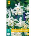 Narcissus triandrus Thalia - botanische narcis (5 stuks)