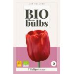 Tulipa Escape - Bio flowerbulbs (7 stuks)