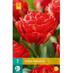 Tulipa Pamplona (7 stuks)