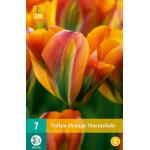 Tulipa Orange Marmelade (7 stuks)