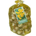 Narcissen Botanisch Geel (80 stuks)