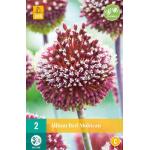 Allium Red Mohican (2 stuks)