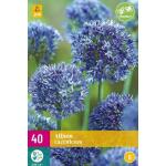 Allium Caeruleum - sieruien (40 stuks)