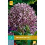 Allium christophii - sierui (3 stuks)