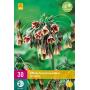 Allium Nectaroscodum siculum (30 stuks)