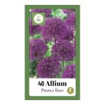 Allium Purple Rain voor 1 m²