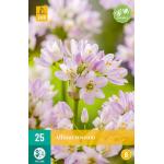 Allium Roseum - Kleinbloemig (25 stuks)