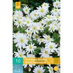 Anemone blanda 'White Splendour' - anemoon