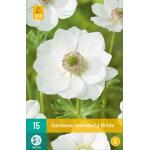 Anemone coronaria 'Bride' - anemoon (15 stuks)