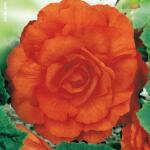 Begonia dubbel oranje