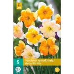 Narcissus Butterfly Mix - spleetkronig