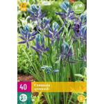 Camassia quamash - prairielelie (40 stuks)