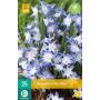 Chionodoxa luciliae - sneeuwroem (25 stuks)