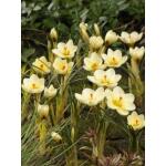 Crocus chrysanthus Cream Beauty