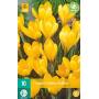 Crocus Golden Yellow - grootbloemige krokus (10 stuks)