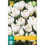 Crocus Jeanne d'Arc - grootbloemige krokus (10 stuks)