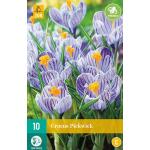 Crocus Pickwick - grootbloemige krokus (10 stuks)