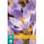 Crocus speciosus (10 stuks)