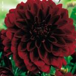 Dahlia decoratief Arabian Night