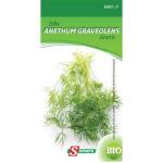 Dille - Anethum graveolens BIO