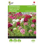 Duizendschoon enkelbloemig gemengd - Dianthus barbatus