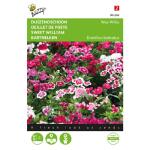 Duizendschoon Wee Willie - Dianthus barbatus 