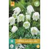 Fritillaria meleagris Alba - kievitseitjes