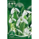 Galanthus Elwesii