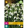 Galanthus elwesii - sneeuwklokje