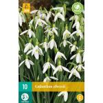 Galanthus elwesii - sneeuwklokje (10 stuks)