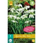 Galanthus Flore Pleno - sneeuwklokje (7 stuks)