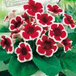 Gloxinia Kaiser Friedrich - rood