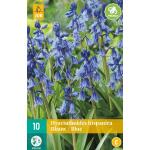 Hyacinthoides hispanica - boshyacint blauw (10 stuks)