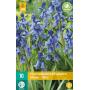 Hyacinthoides hispanica - boshyacint blauw (10 stuks)