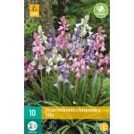 Hyacinthoides hispanica - boshyacint mix (10 stuks)