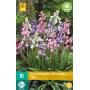 Hyacinthoides hispanica - boshyacint mix (10 stuks)