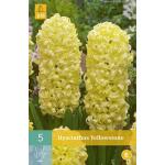 Hyacinthus Yellowstone (5 stuks)