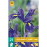 Iris hollandica - blauw (25 stuks)