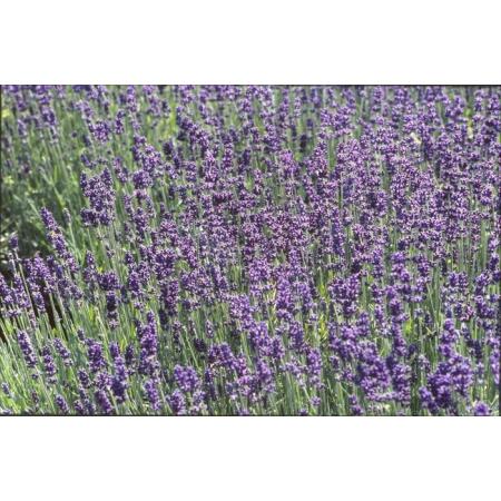 Lavendel - Lavandula 'Hidcote' | Vaste planten | Planten kopen |