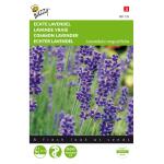 Buzzy Seeds lavendel - Lavandula angustifolia