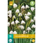 Leucojum aestivum - lenteklokje (10 stuks)