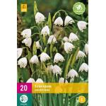 Leucojum aestivum - lenteklokje (20 stuks)