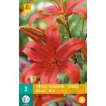 Lilium Aziatisch - rode Aziatische lelies (2 stuks)