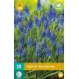 Muscari armeniacum - blauw druifje (20 stuks)