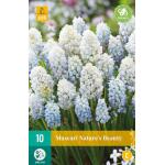 Muscari Nature's Beauty (10 stuks)