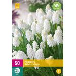 Muscari White Magic (50 stuks)